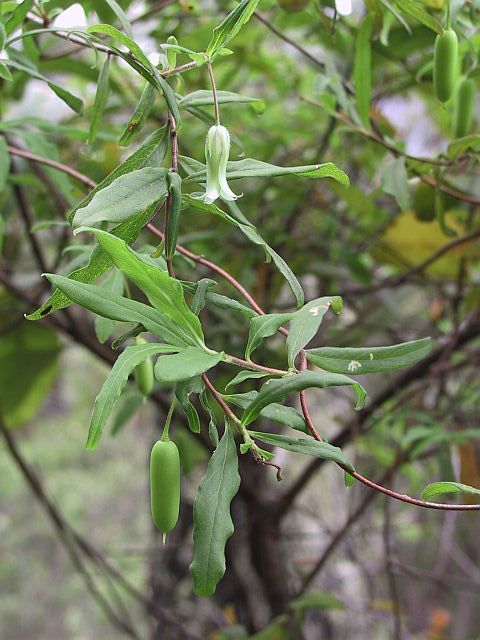 Image courtesy Plant Database Billardiera_scandens