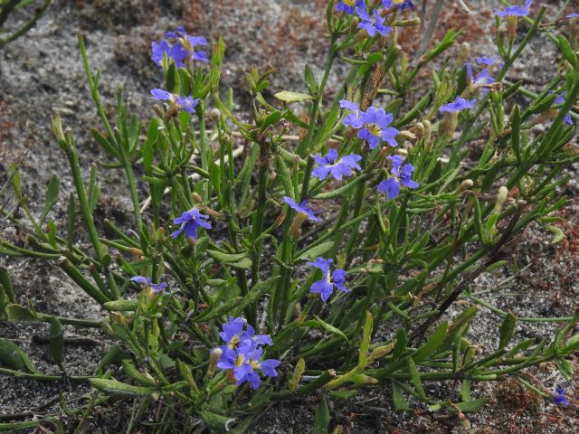 Image courtesy of Plant Database Dampiera_stricta