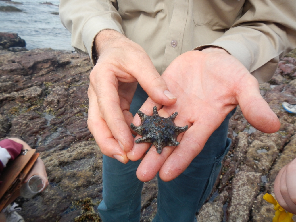 Starfish Estuary Health