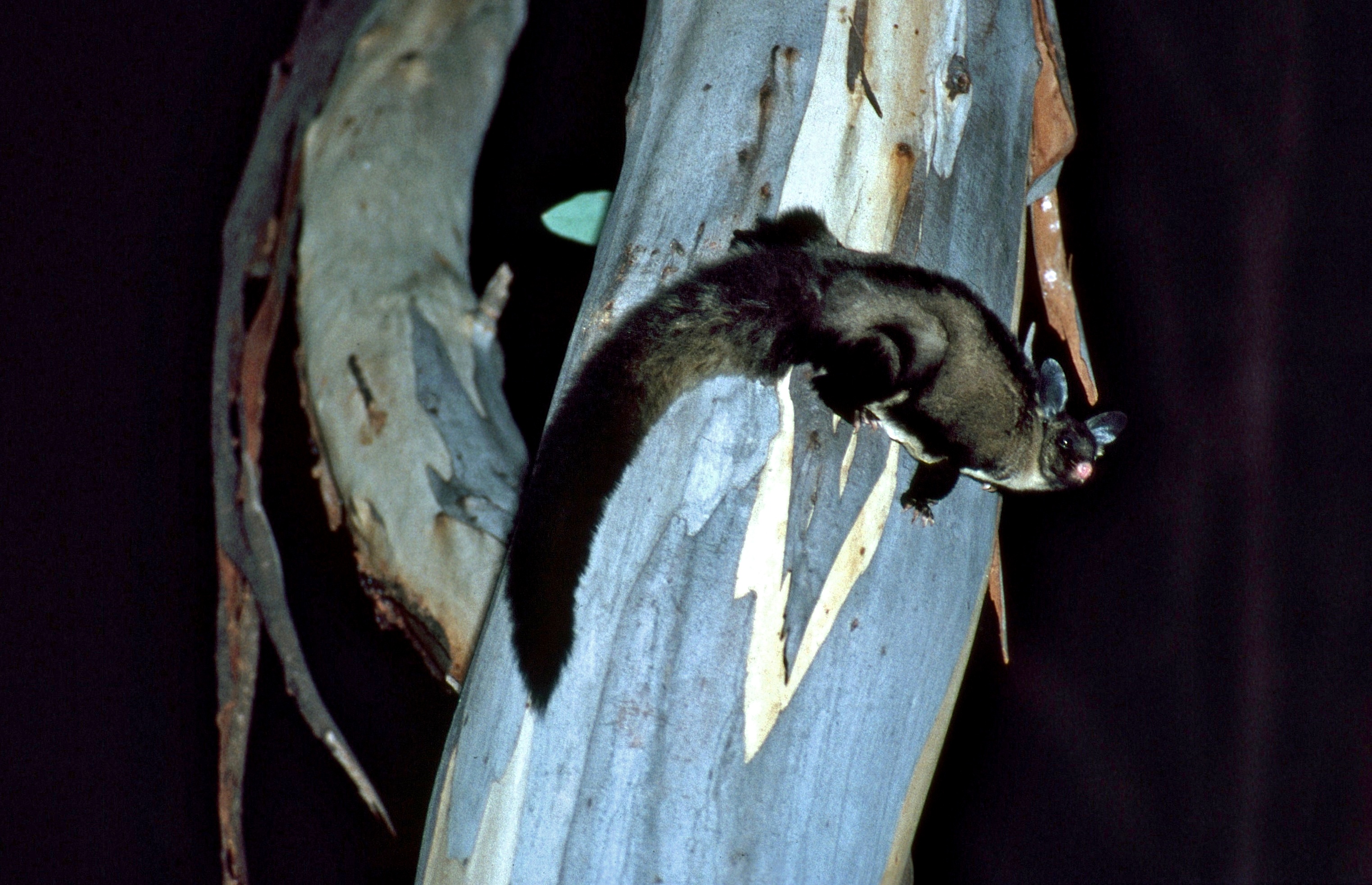 Yellow Bellied Glider on a tree