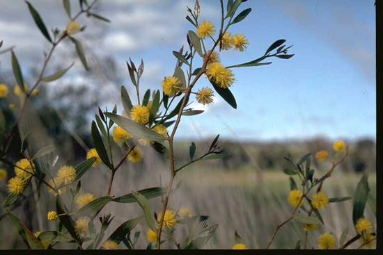 Courtesy of PlantNET Photo T.M. Tame ©The Royal Botanic Gardens & Domain Trust