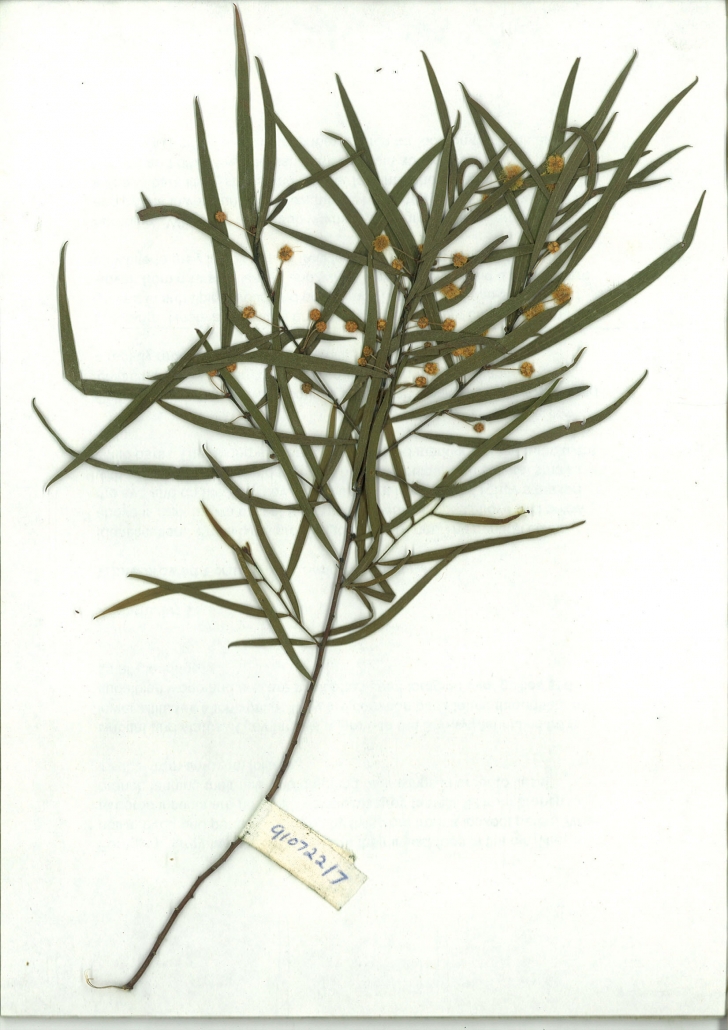 Scanned image of Acacia subporosa