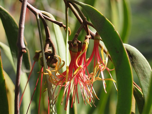 Image courtesy of Plant Database JDonne Amyema pendulum