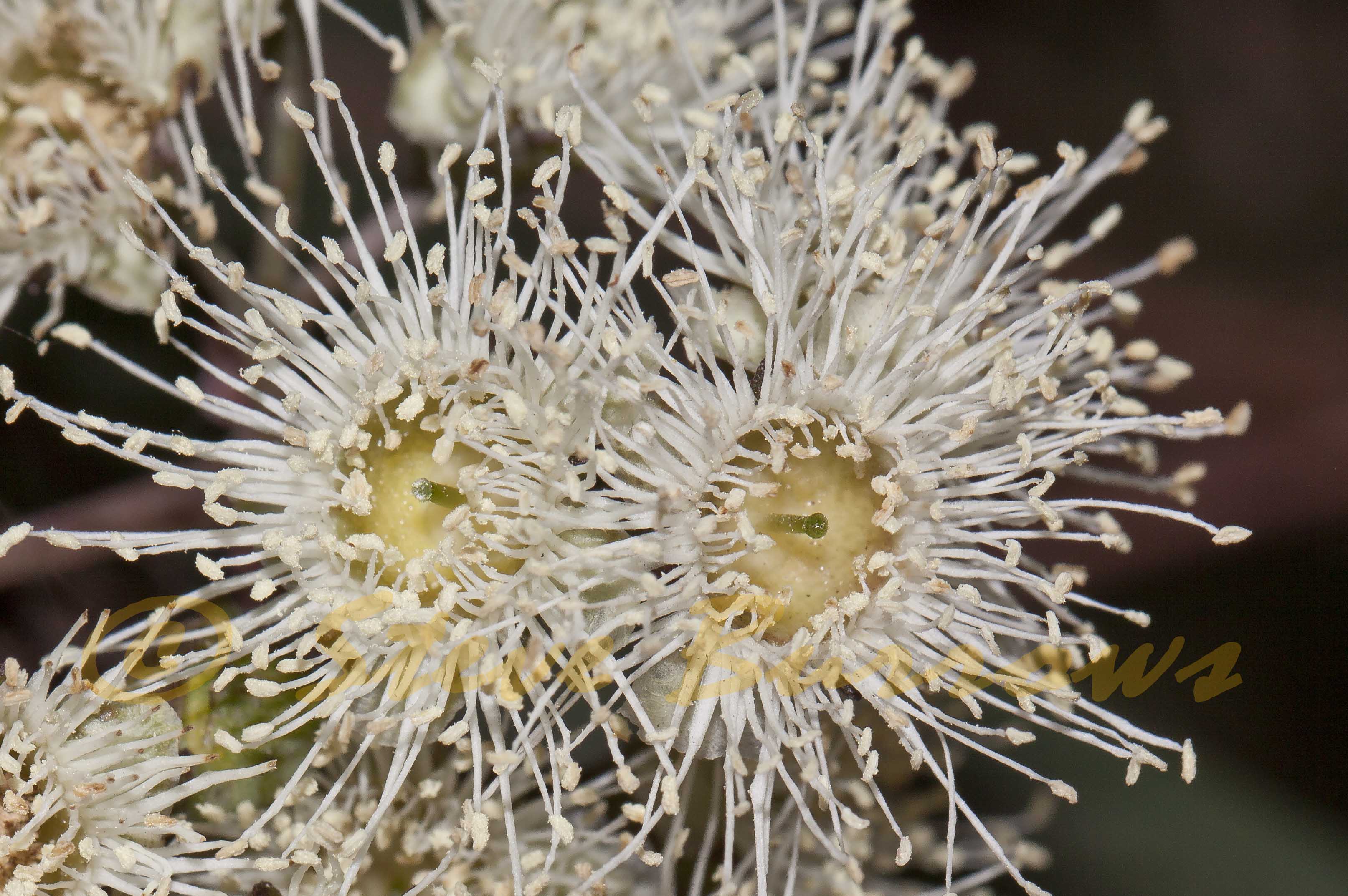 Image courtesy of Steve Burrows Angophora floribunda