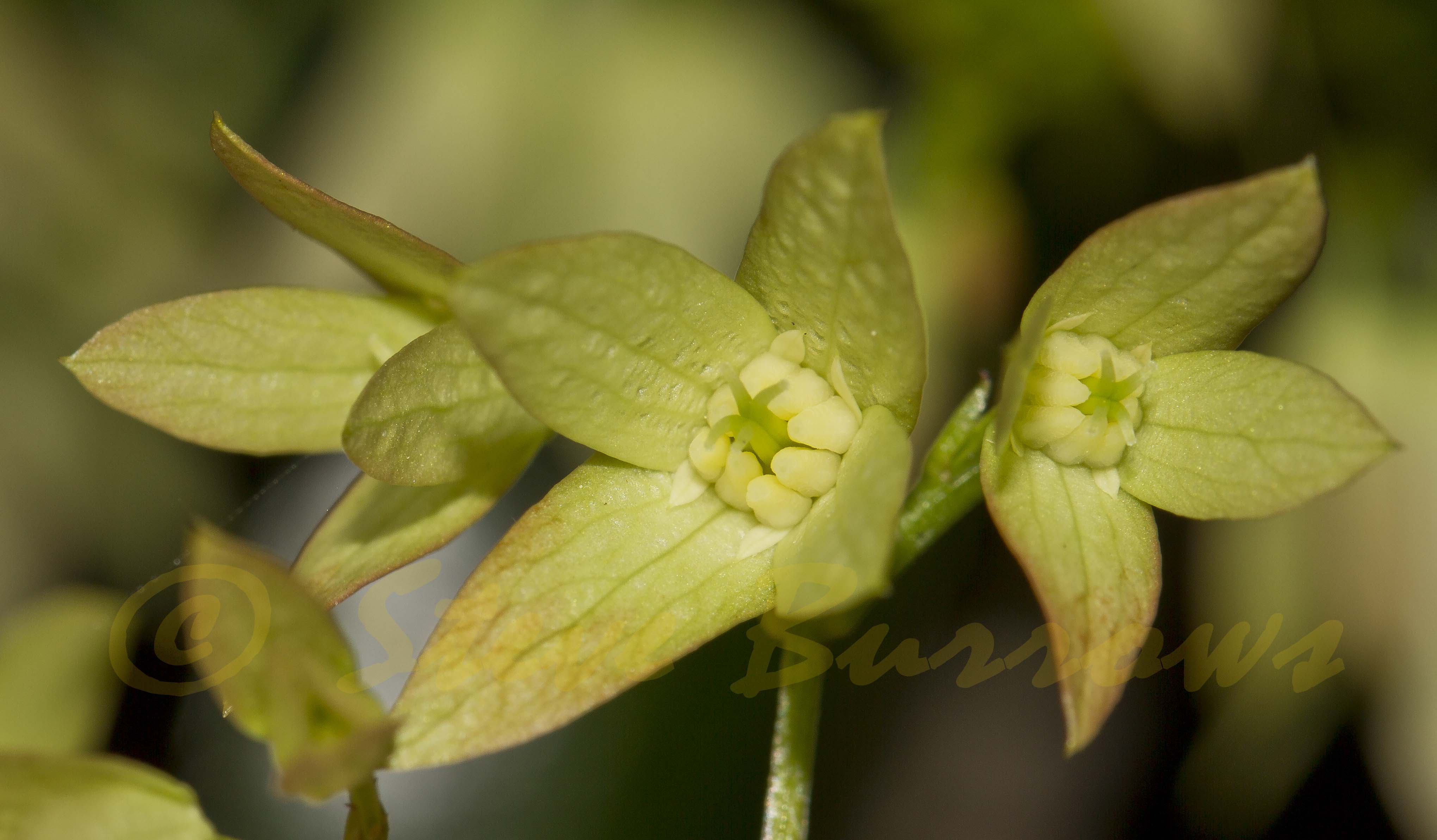 Image courtesy of Steve Burrows Aphenopetalum resinosum