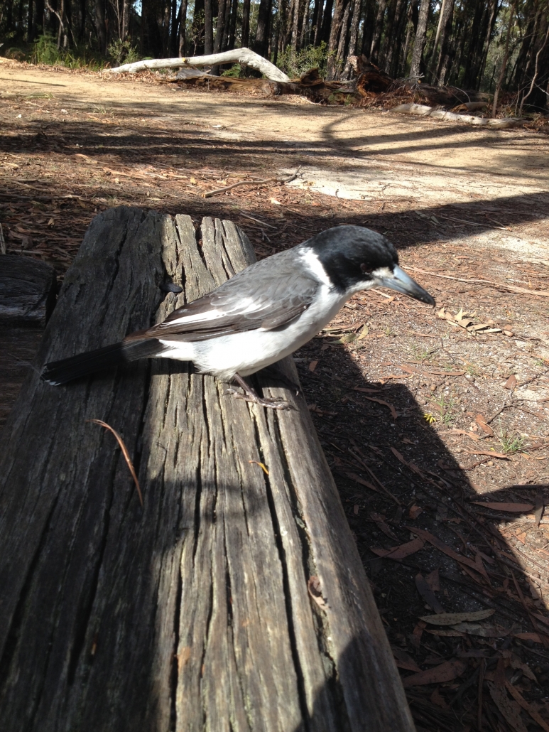 Grey Butcherbird, Cracticus torquatus