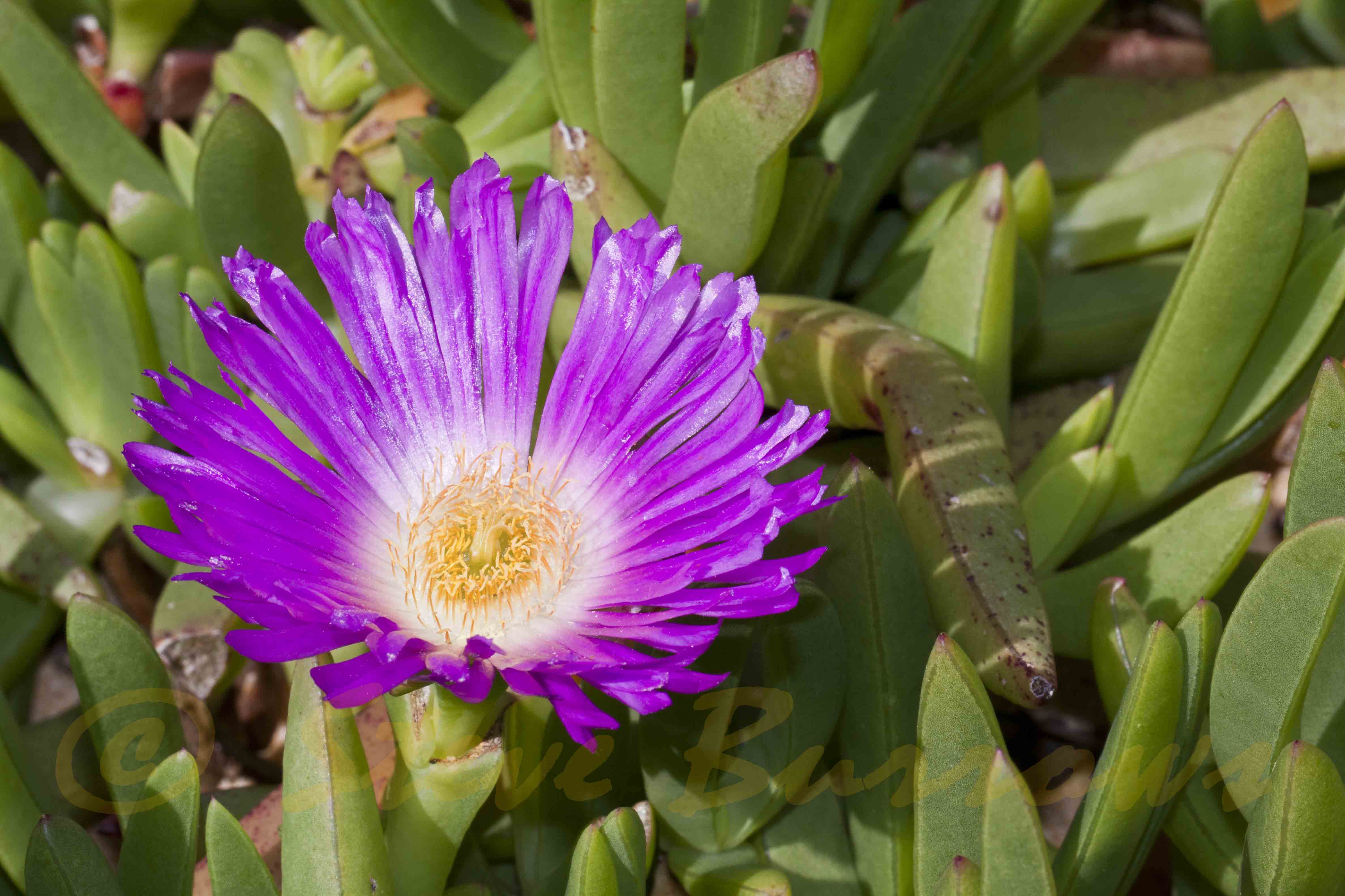 Image courtesy of Steve Burrows Carpobrotus glaucescens