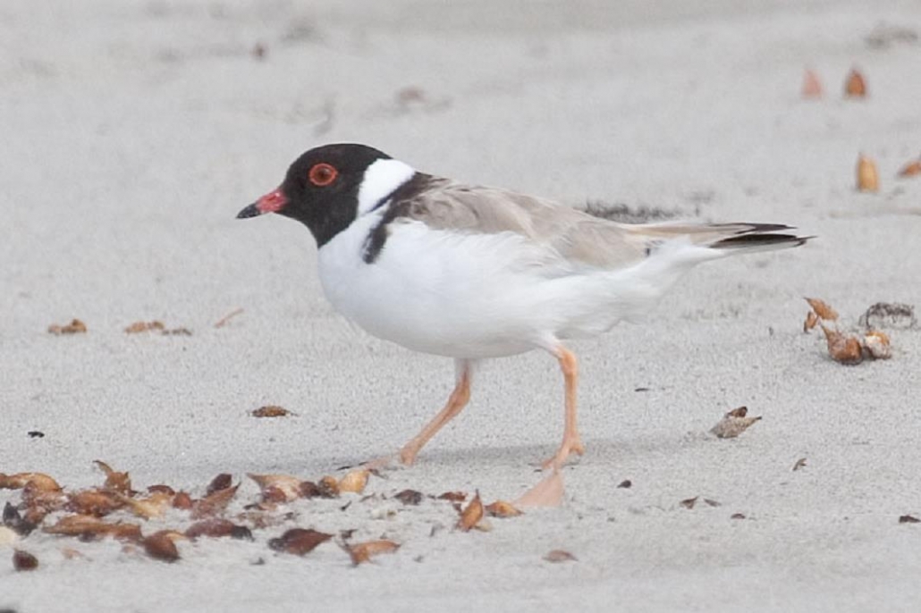 Image of Hooded Plover on beach courtesy of Dave Gallan