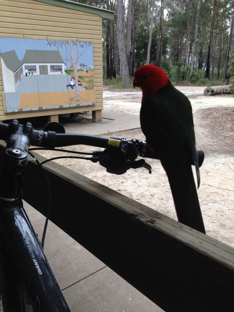 Australian king parrot, Alisterus scapularis