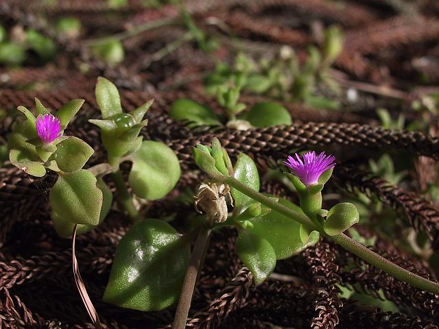 Photo courtesy of Plant Database Aptenia cordifolia_heartleaf ice plant