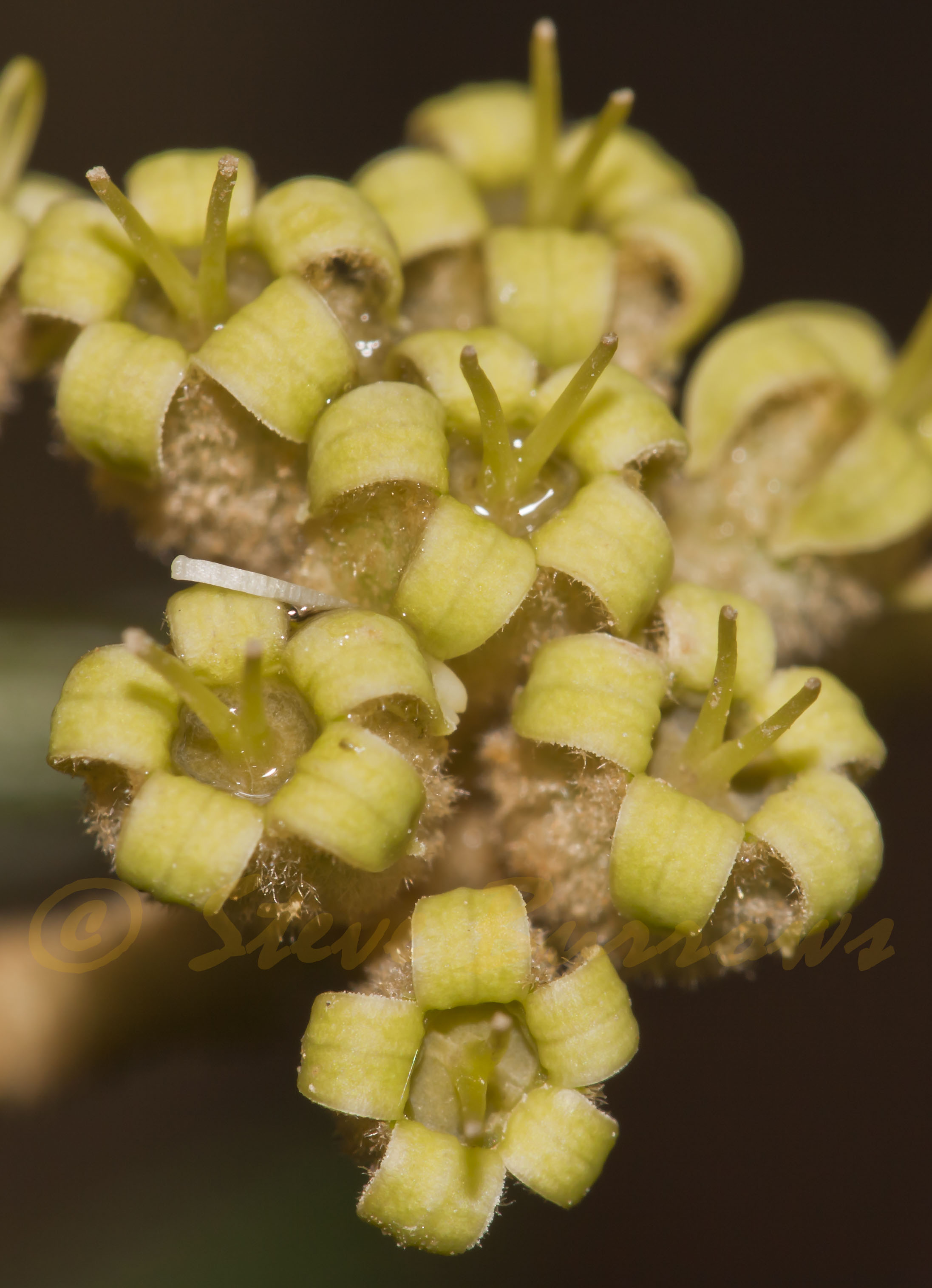 Image courtesy of Steve Burrows Astrotricha sp