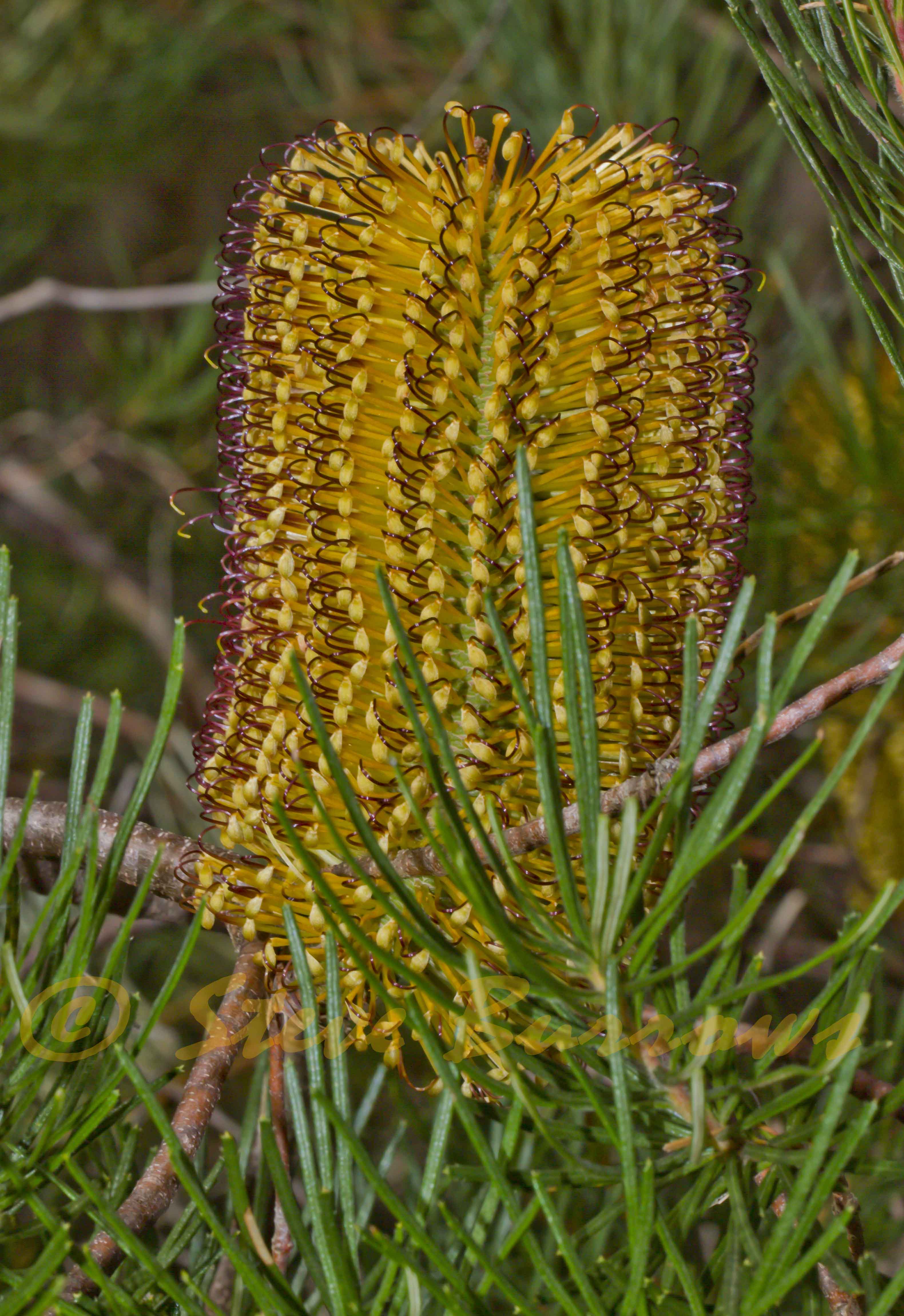 Image courtesy of Steve Burrows Banksia spinulosa