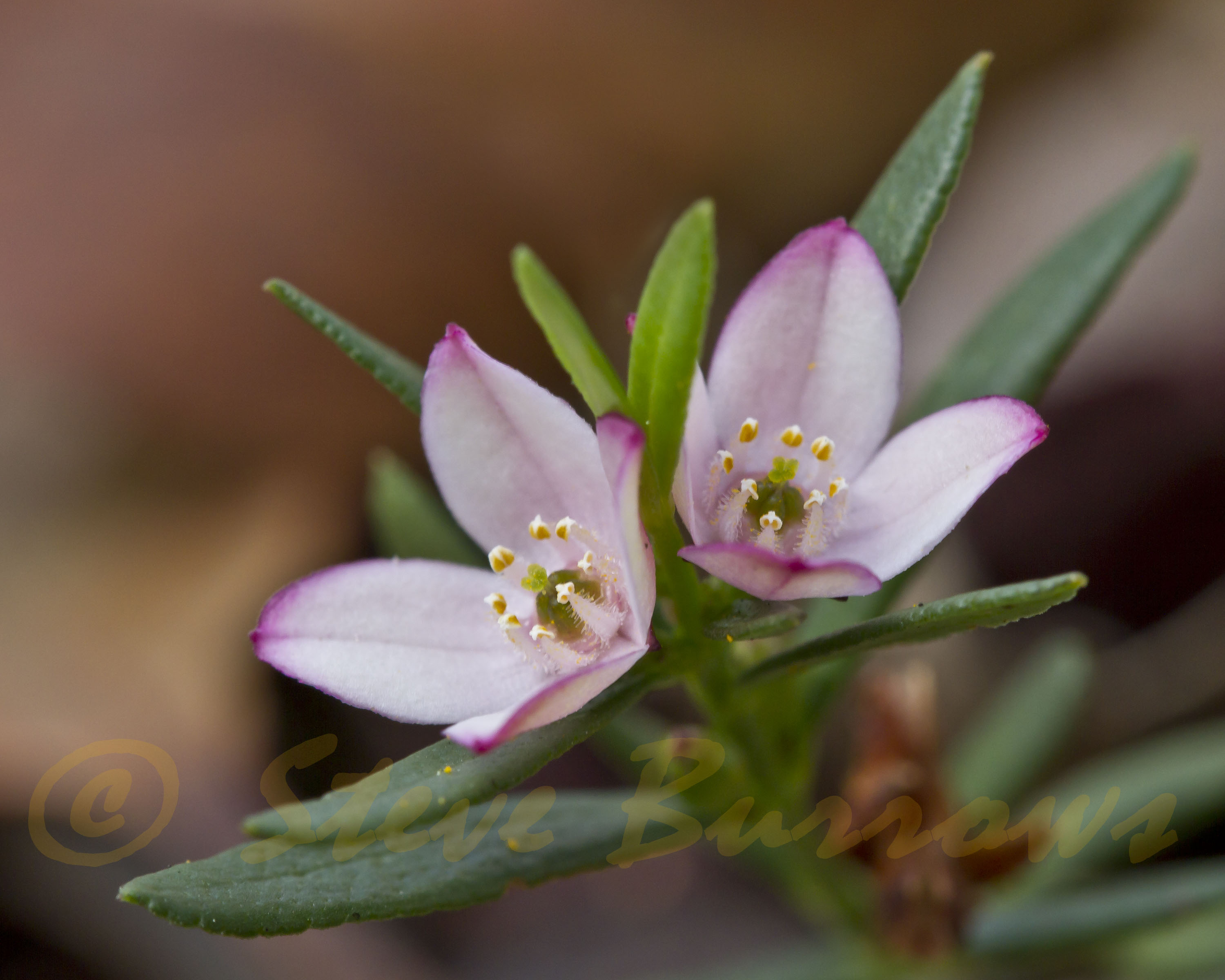 Image courtesy of Steve Burrows - Boronia sp