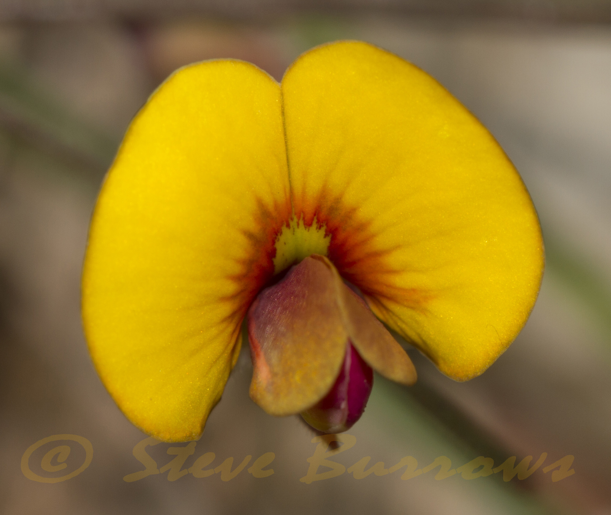 Image courtesy of Steve Burrows - Bossiaea prostrata