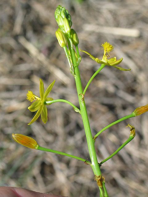 Image courtesy of Plant Database Bulbine_semibarbata