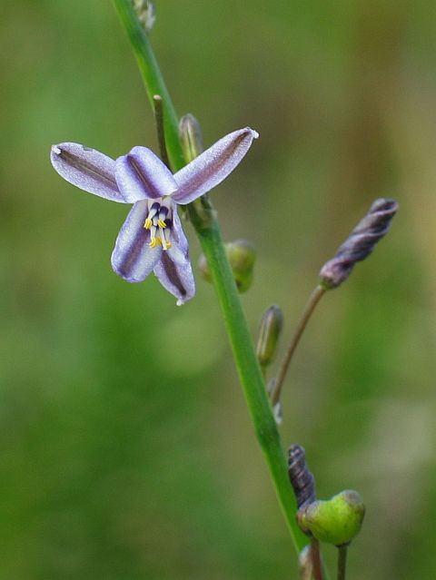 Image courtesy of Plant Database Caesia_parviflora_var_vittata_02_pale_grass-lily