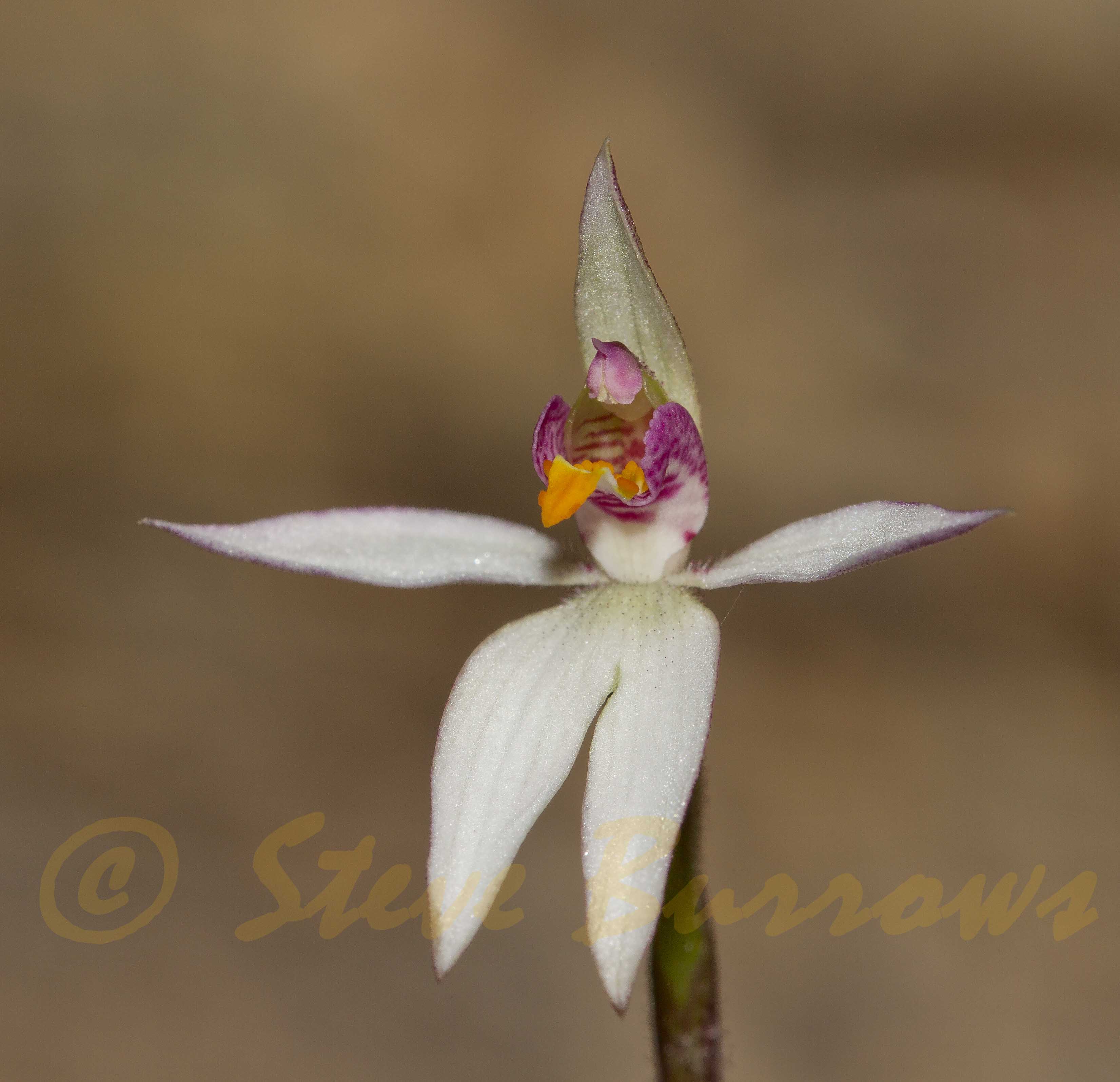 Image courtesy of Steve burrows Caladenia alata