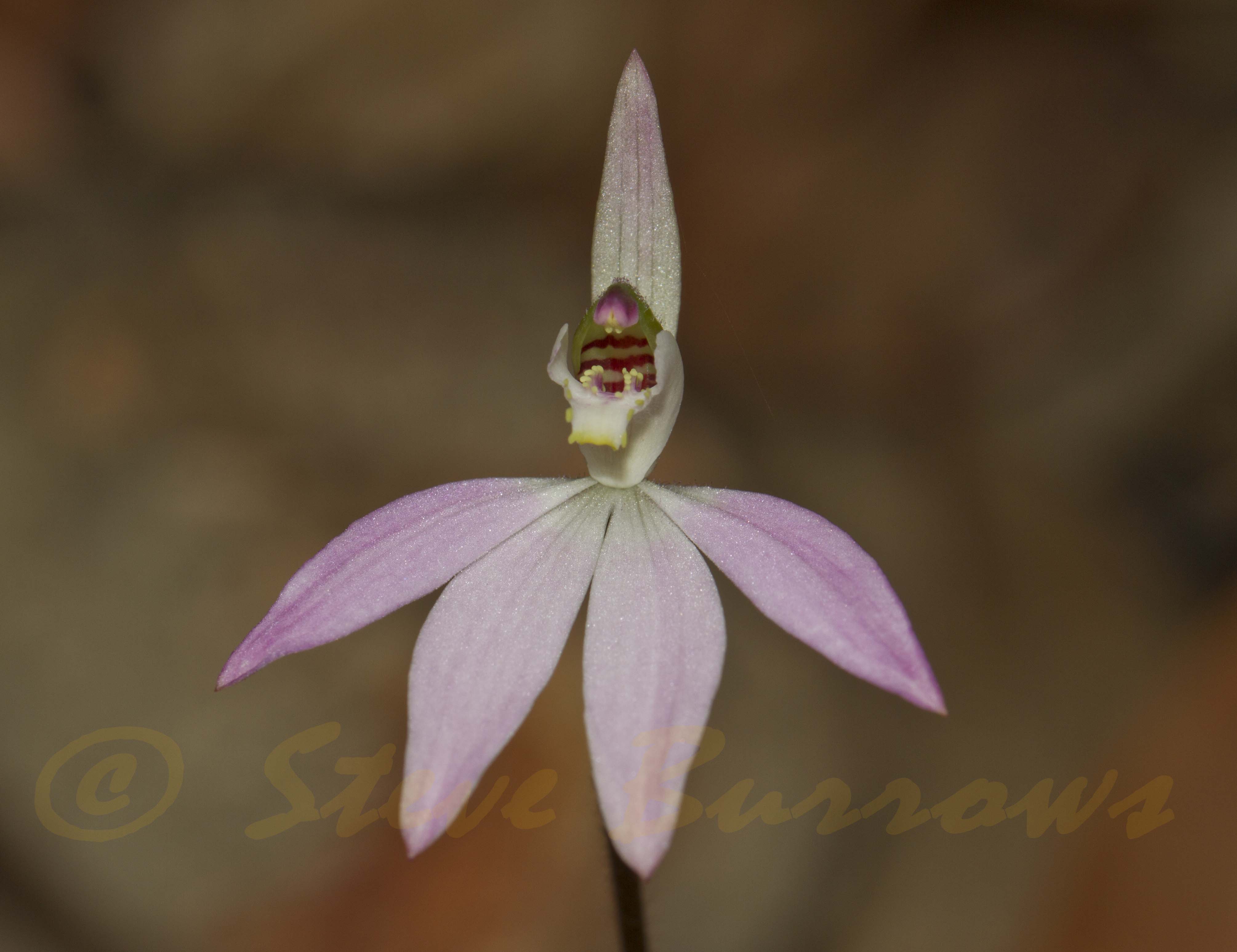 Image courtesy of Steve Burrows Caladenia carnea