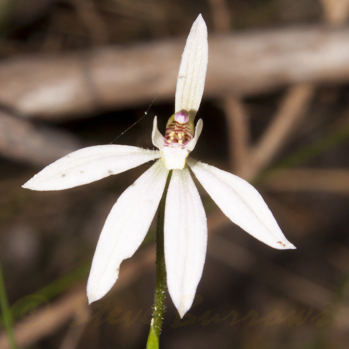 Image courtesty of Steve Burrows Caladenia sp