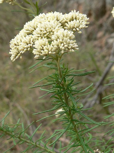 Image courtesy of Plant Database Cassinia aculeata