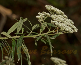 Image courtesy of Steve Burrows Cassinia sp