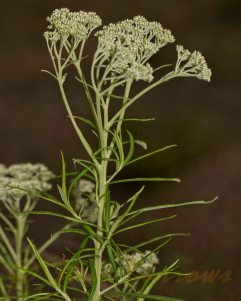 Image courtesy of Steve Burrows Cassinia sp.