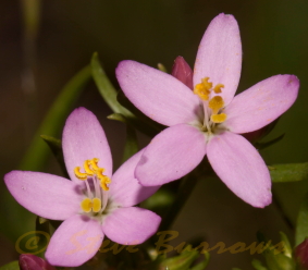 Image courtesy of Steve Burrows Centaurium erythaea