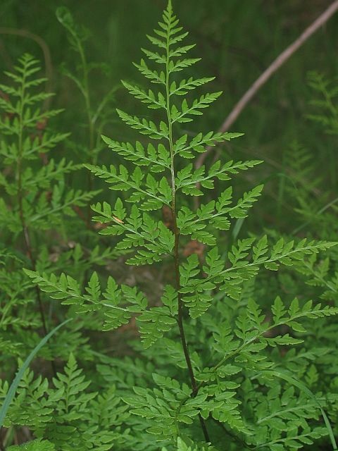 Image courtesy of Plant Database cheilanthes austrotenuifolia