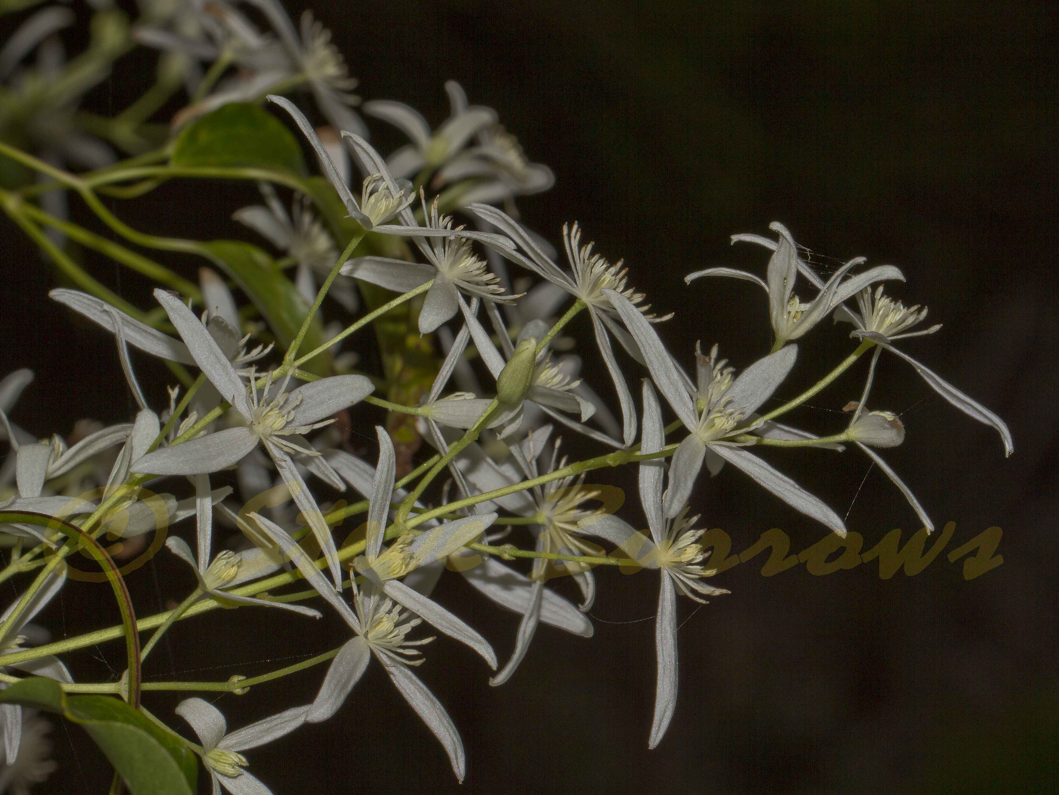 Image courtesy of Steve Burrows Clematis glycinoides