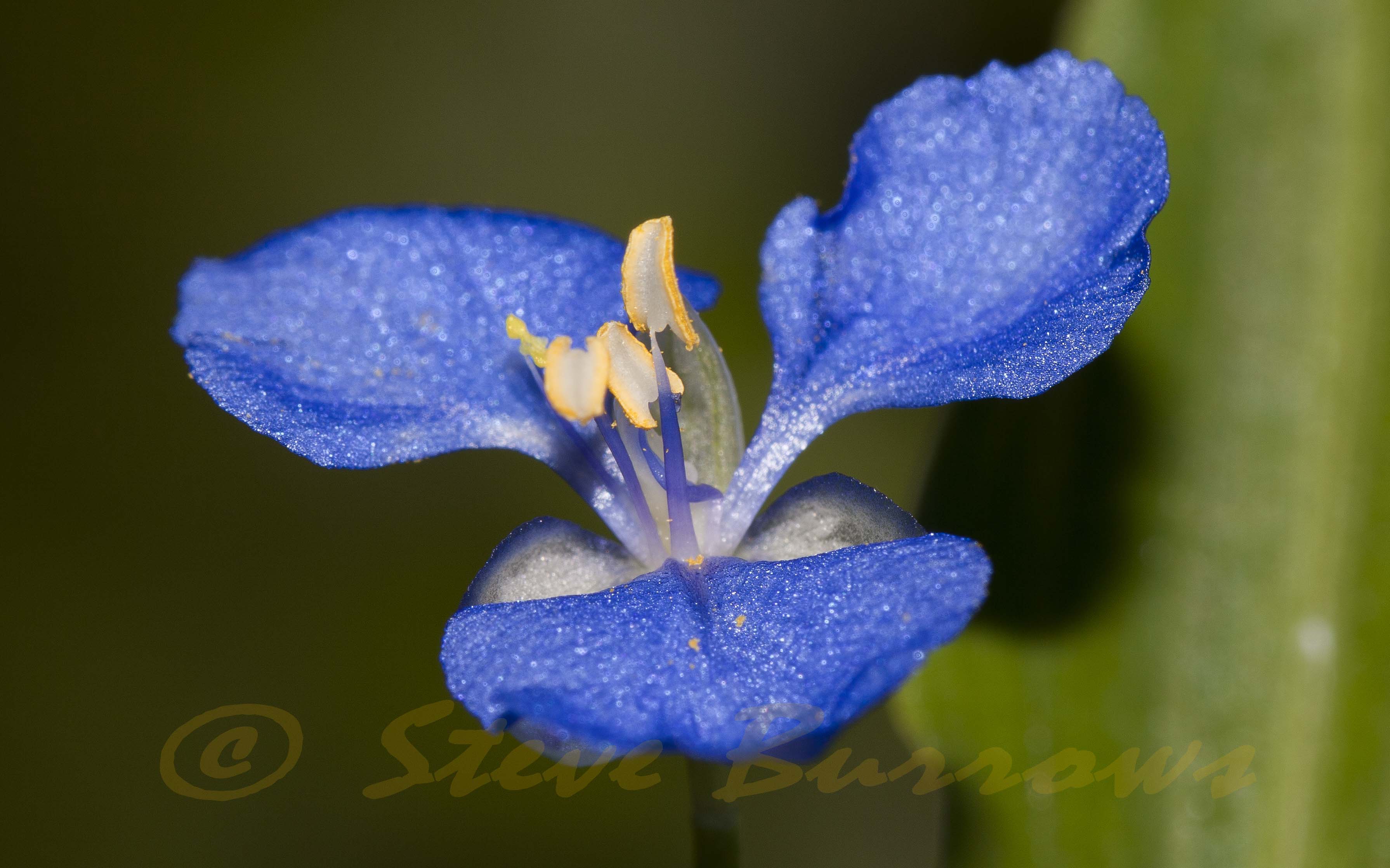 Image courtesy of Steve Burrows Commelina cyanea