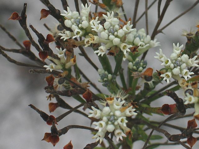 Image courtesy of Plant Database Conospermum taxifolium