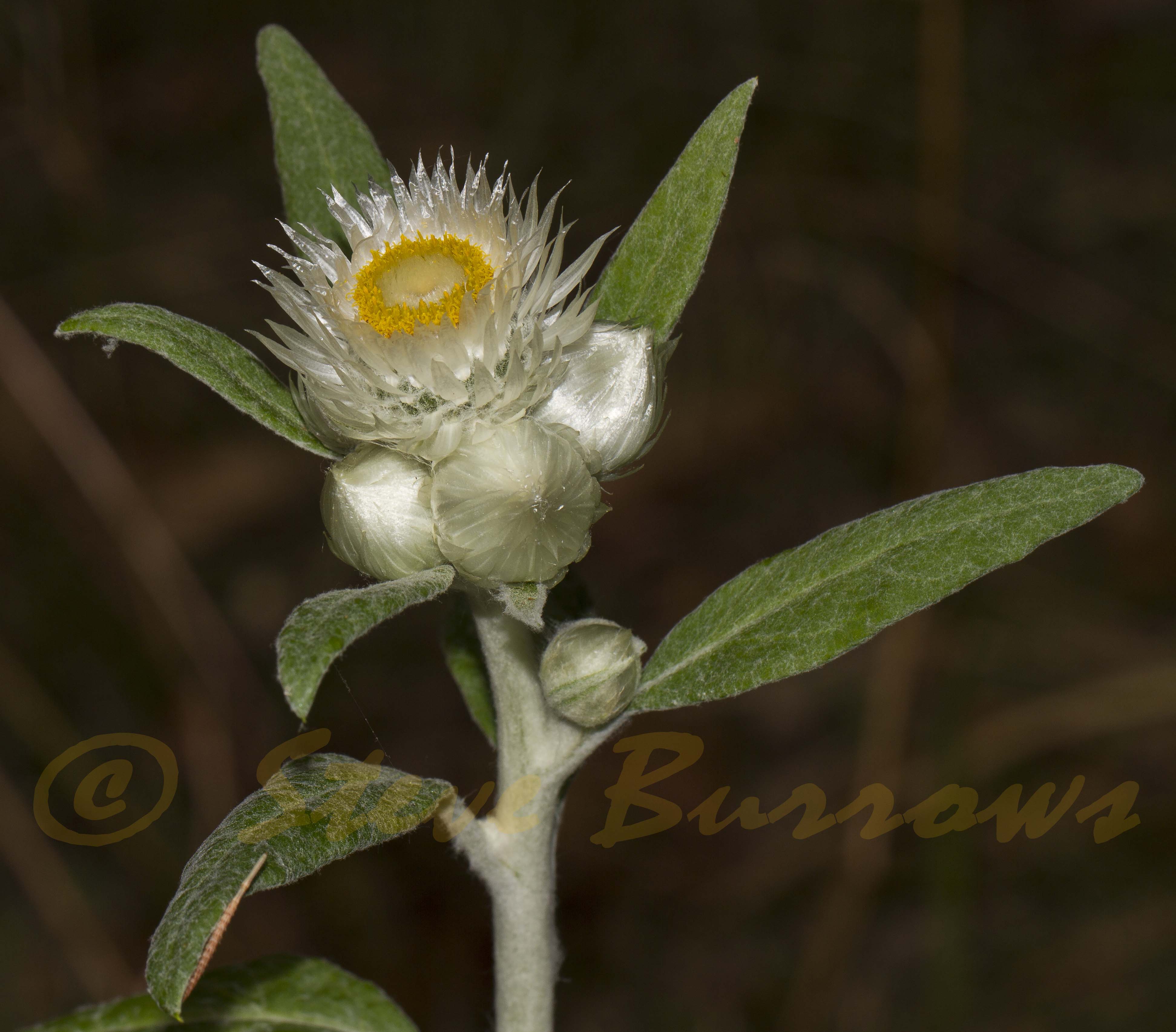 Image courtesy of Steve Burrows coronidium elatumsubsp-elatum