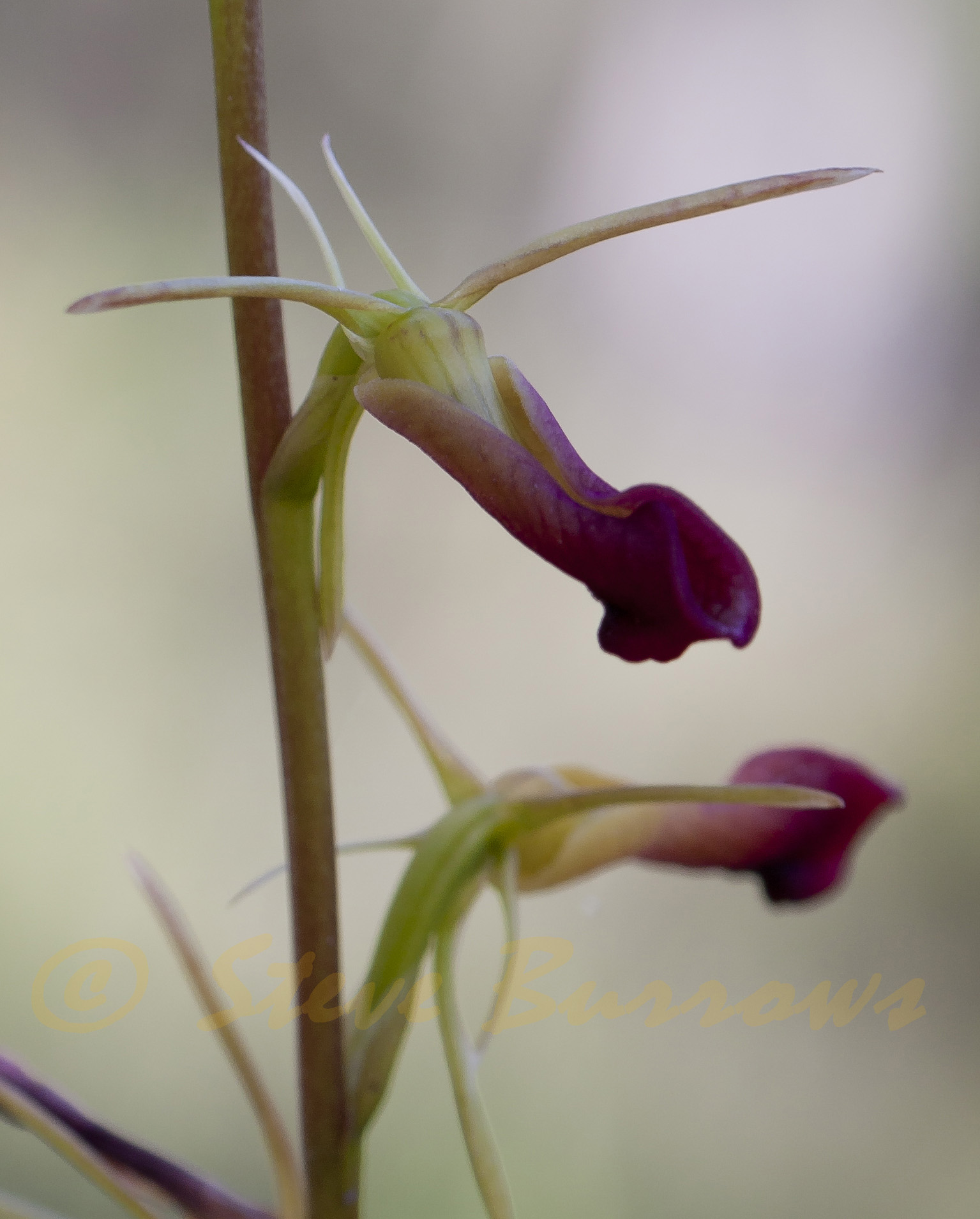 Image courtesy of Steve Burrows Cryptostylis subulata