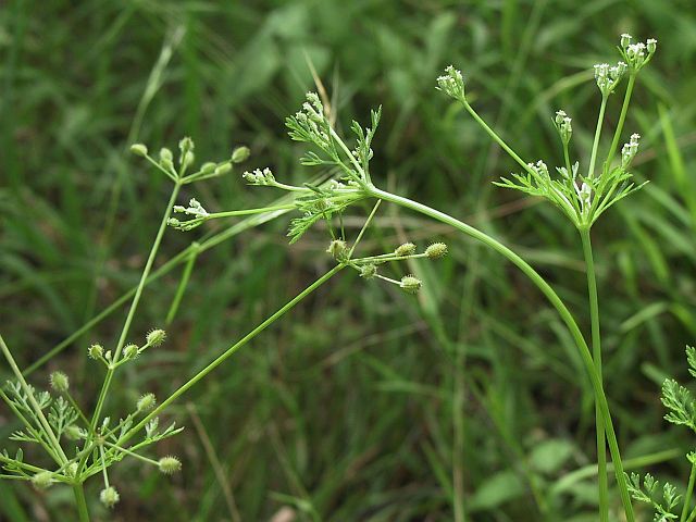 Image courtesy of Plant Database Daucus glochidiatus