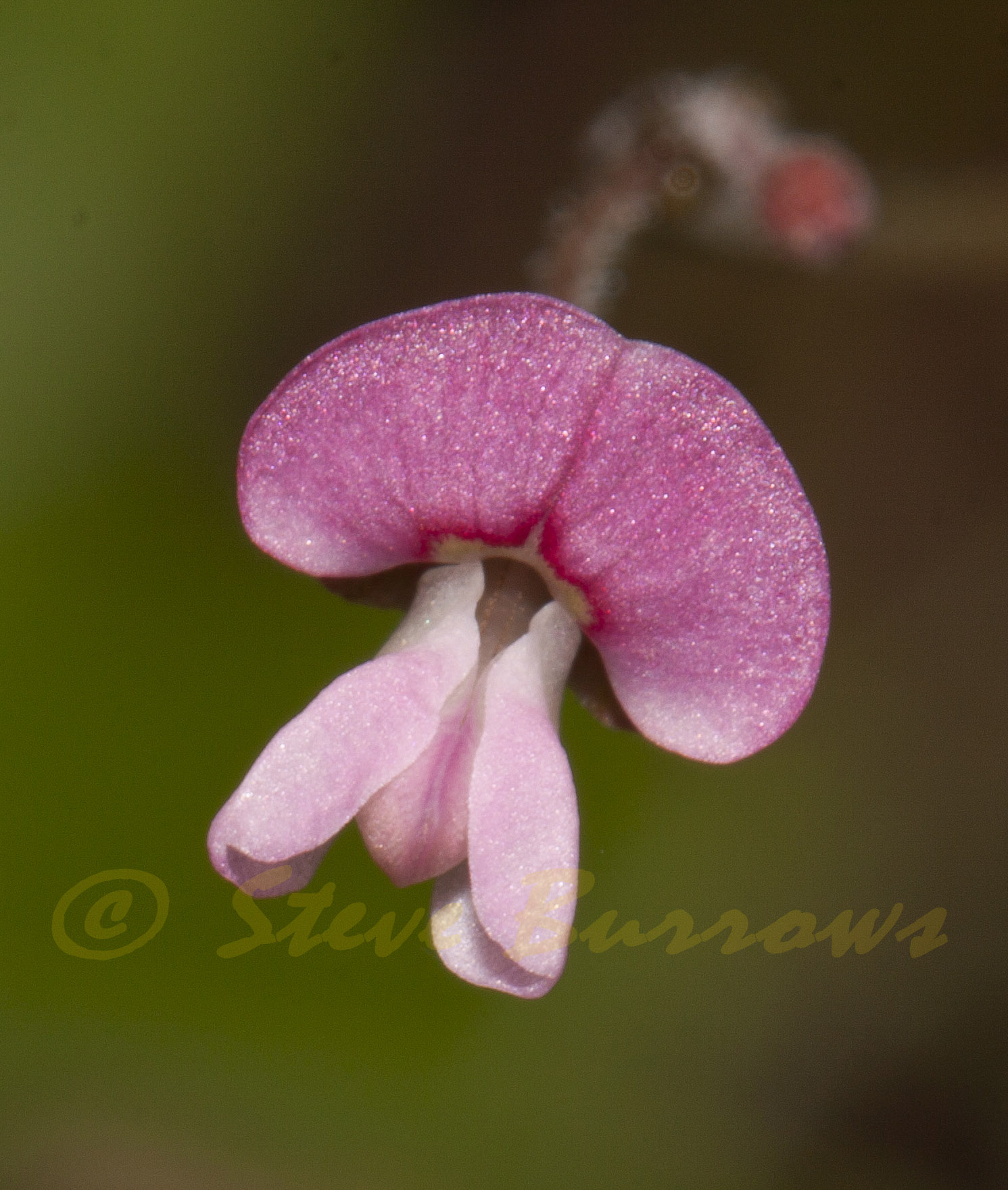 Image courtesy of Steve Burrows Desmodium gunni