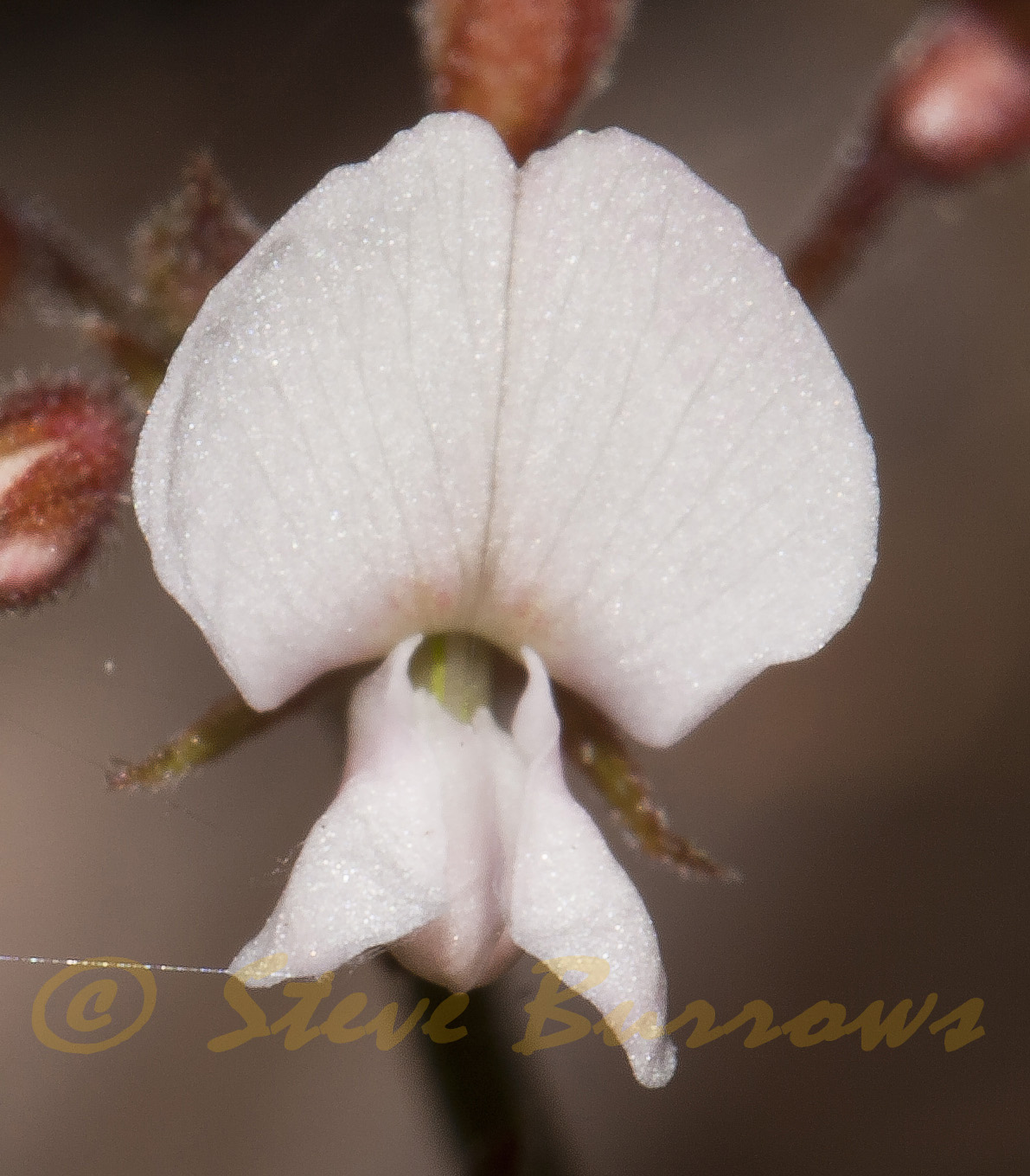 Image Courtesy of Steve Burrows Desmodium varians