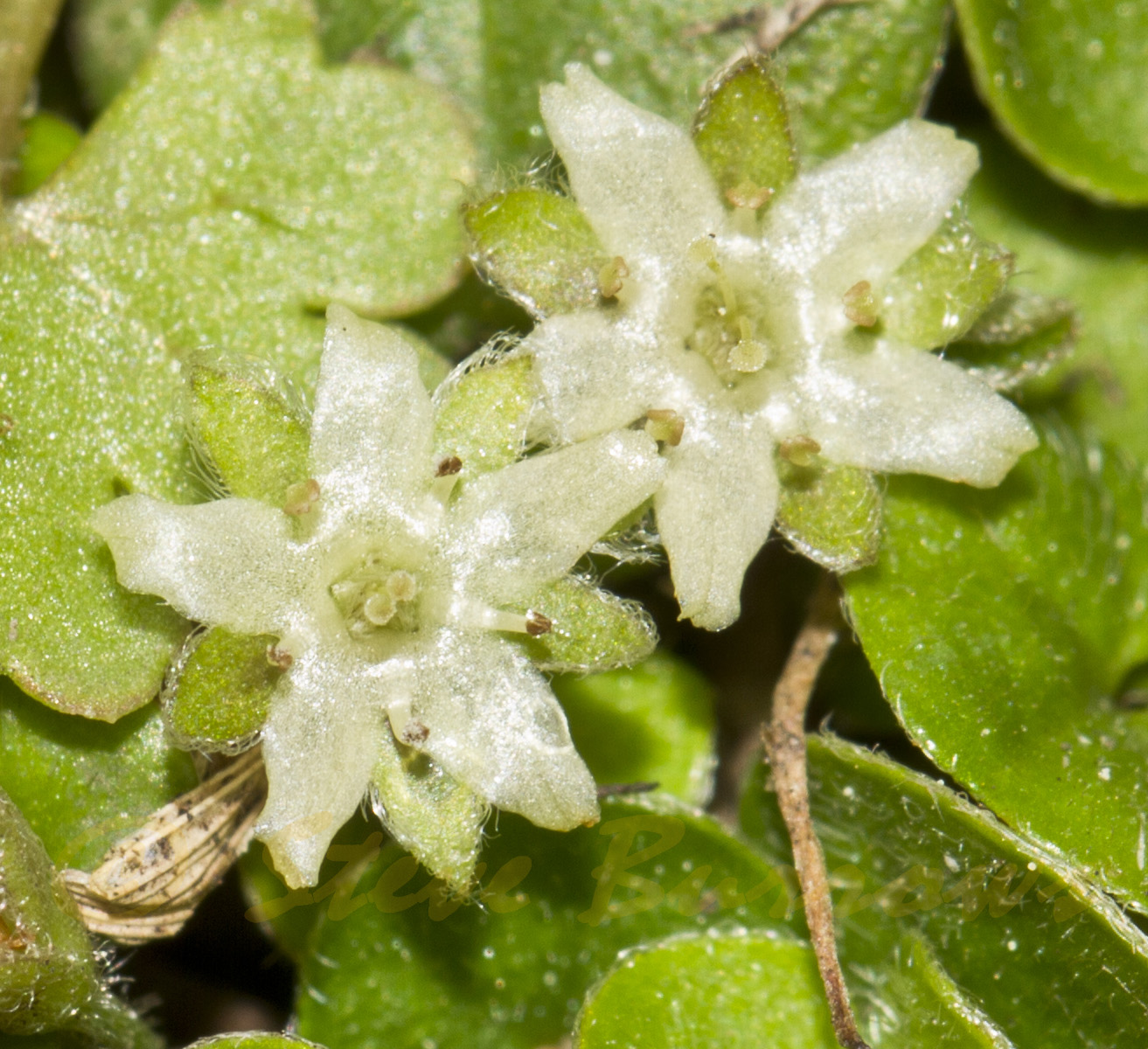 Image courtesy of Steve Burrows Dichondra repens