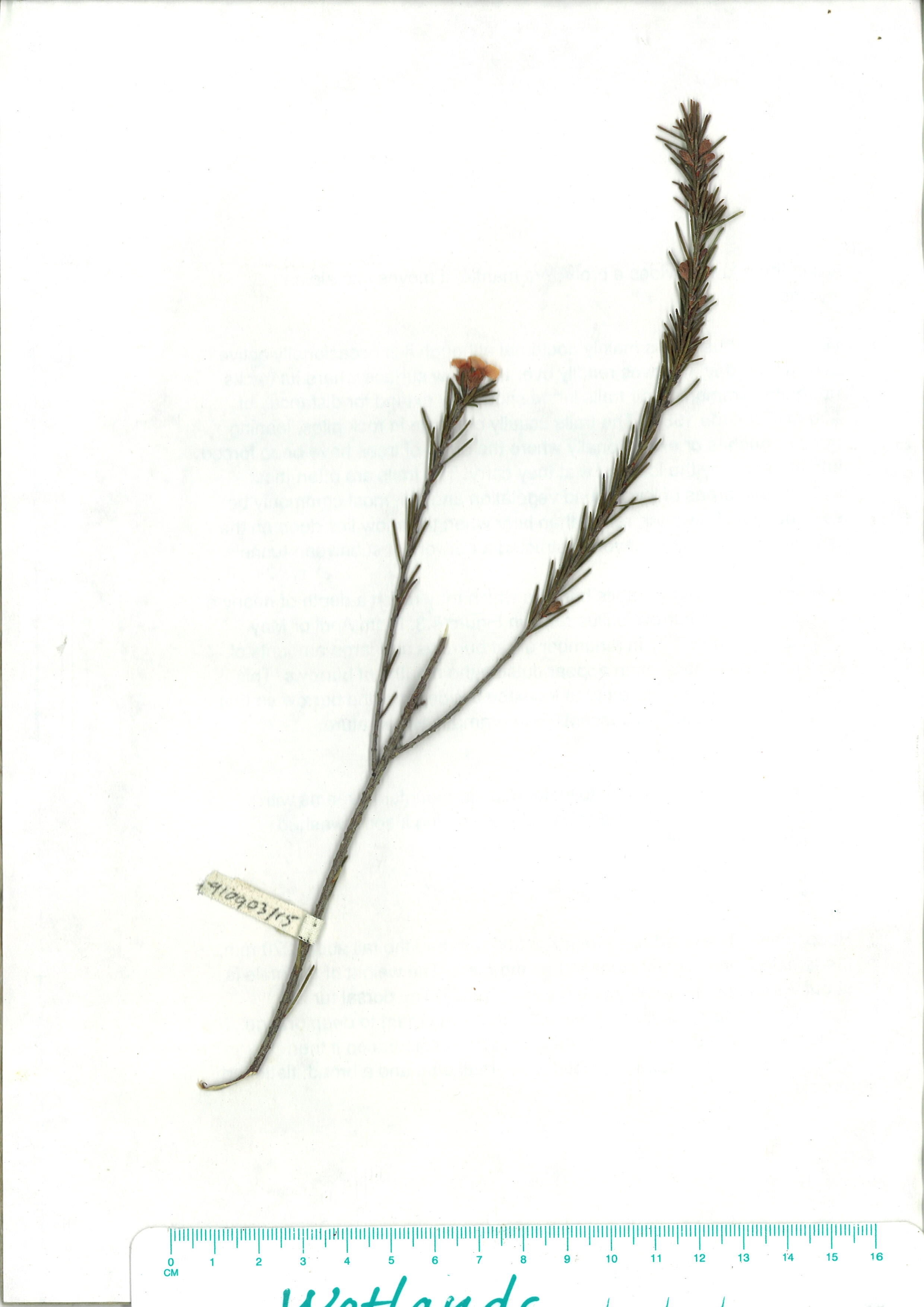 Scanned herbarium image Dillwynia sericea