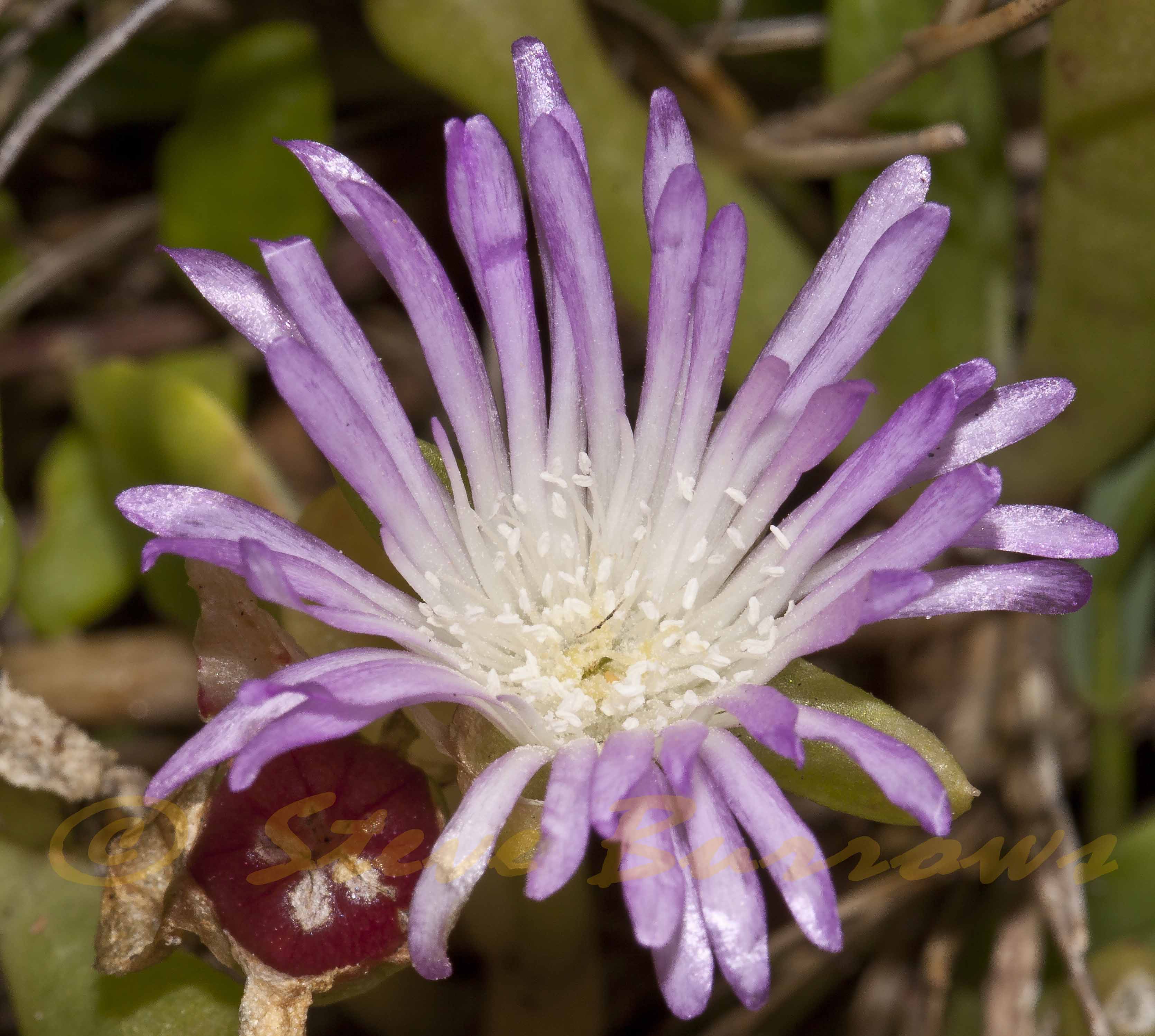 Image courtesy of Steve Burrows Disphyma crassifoliumsubsp-clavellatum