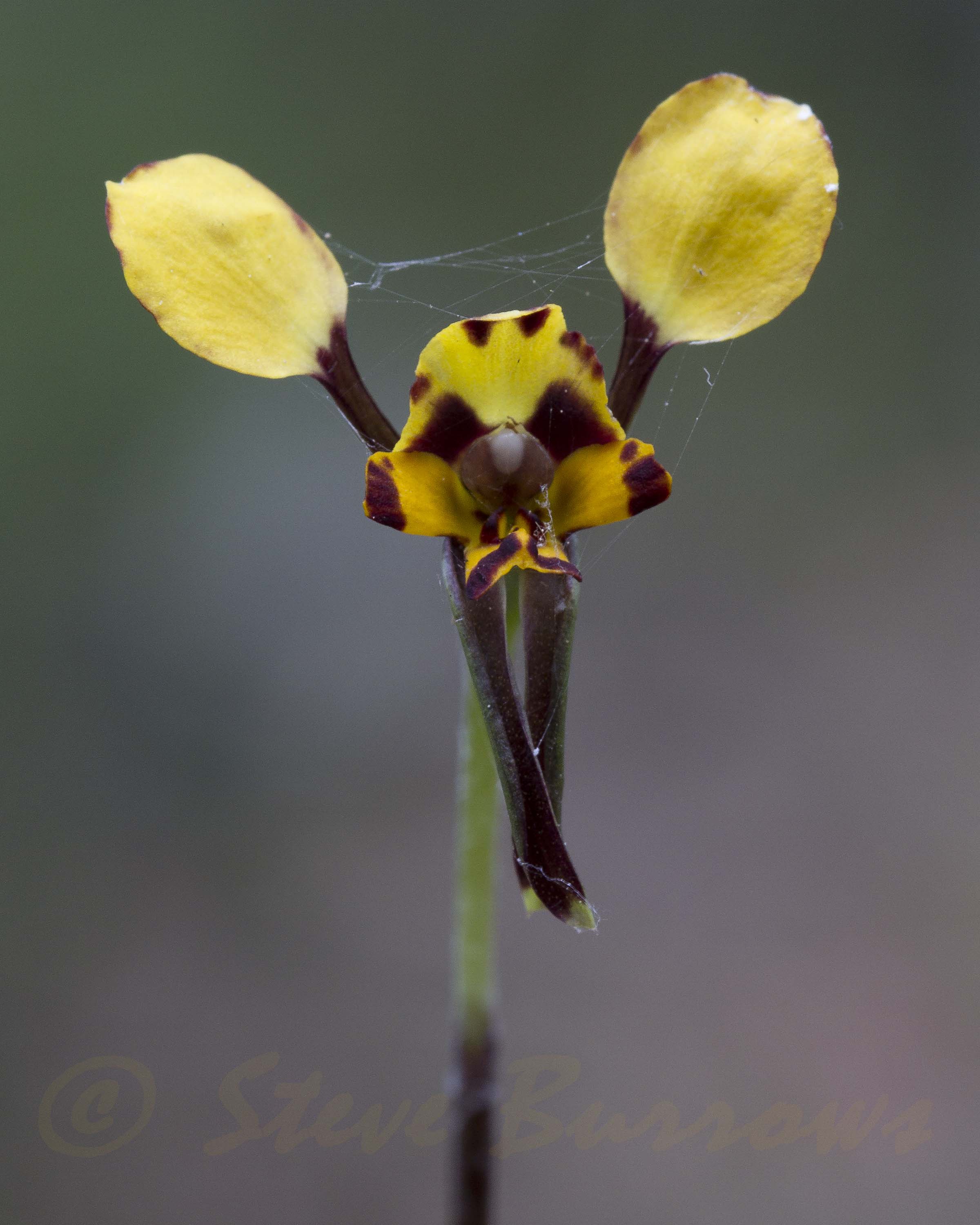 Image courtesy of Steve Burrows Diuris sp