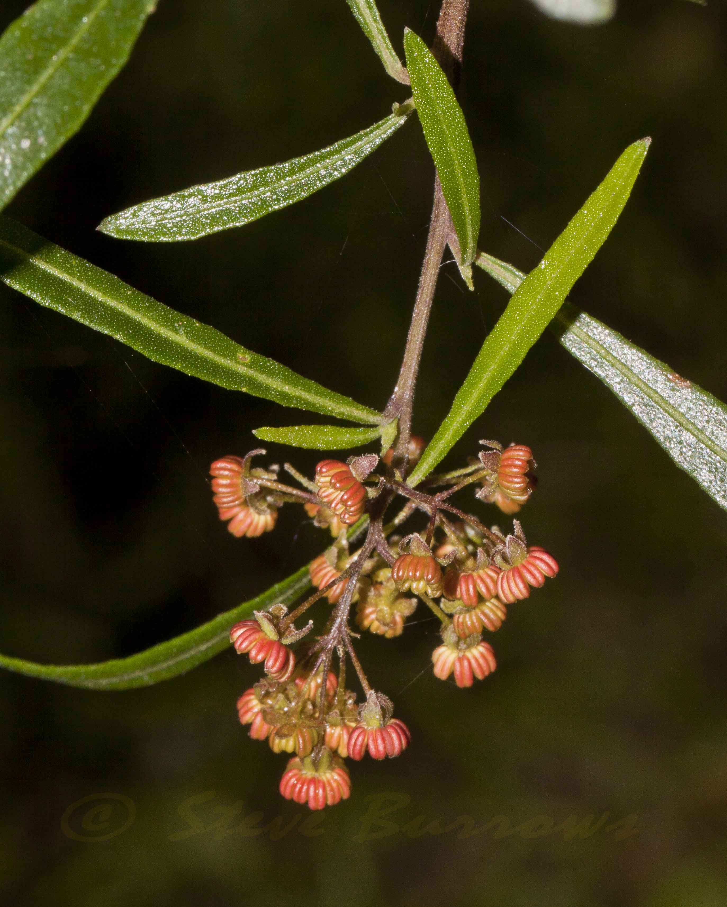 Image courtesy of Steve Burrows Dodonaea sp