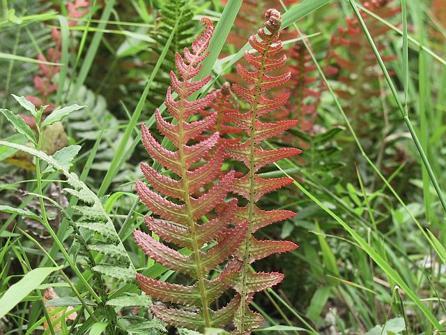 Image courtesy of Plant Database Doodia_aspera_prickly_rasp_fern