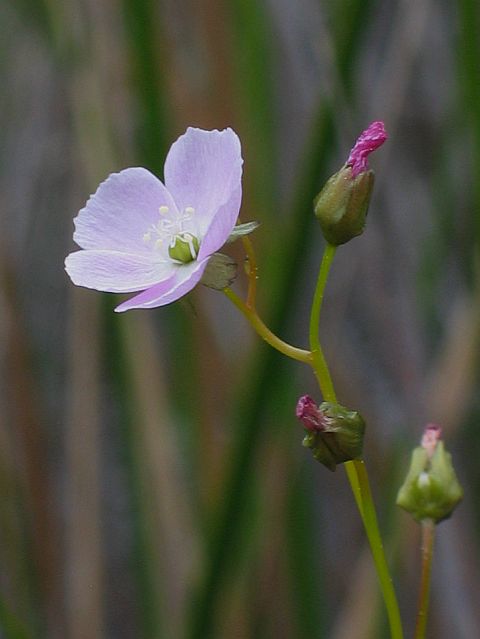 Image courtesy of Plant Database drosera_auriculata_sundew