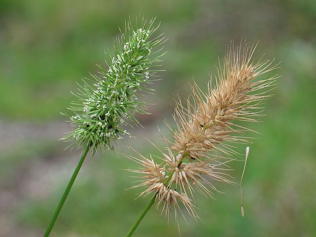 Image courtesy Plant Database Echinopogon_ovatus_forest_hedgehog_grass