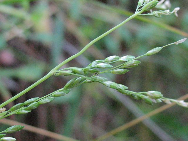 Image courtesy Plant Database Ehrharta_erecta_veldt_grass