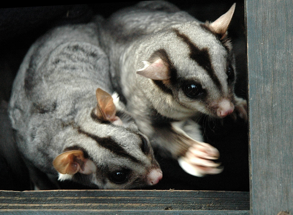 sugar-gliders-image-courtesy-abc NSW