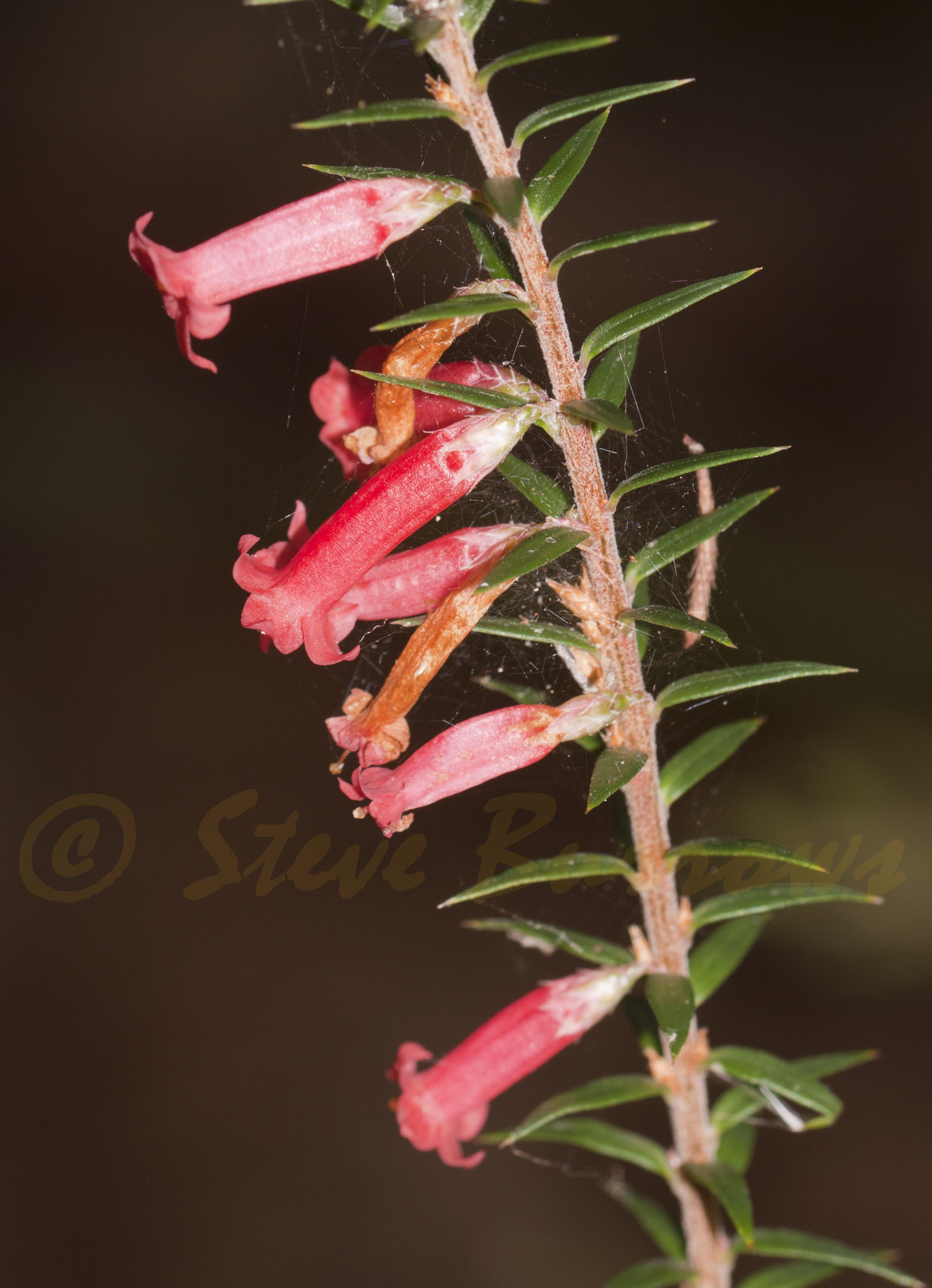 Image courtesy of Steve Burrows Epacris impressa