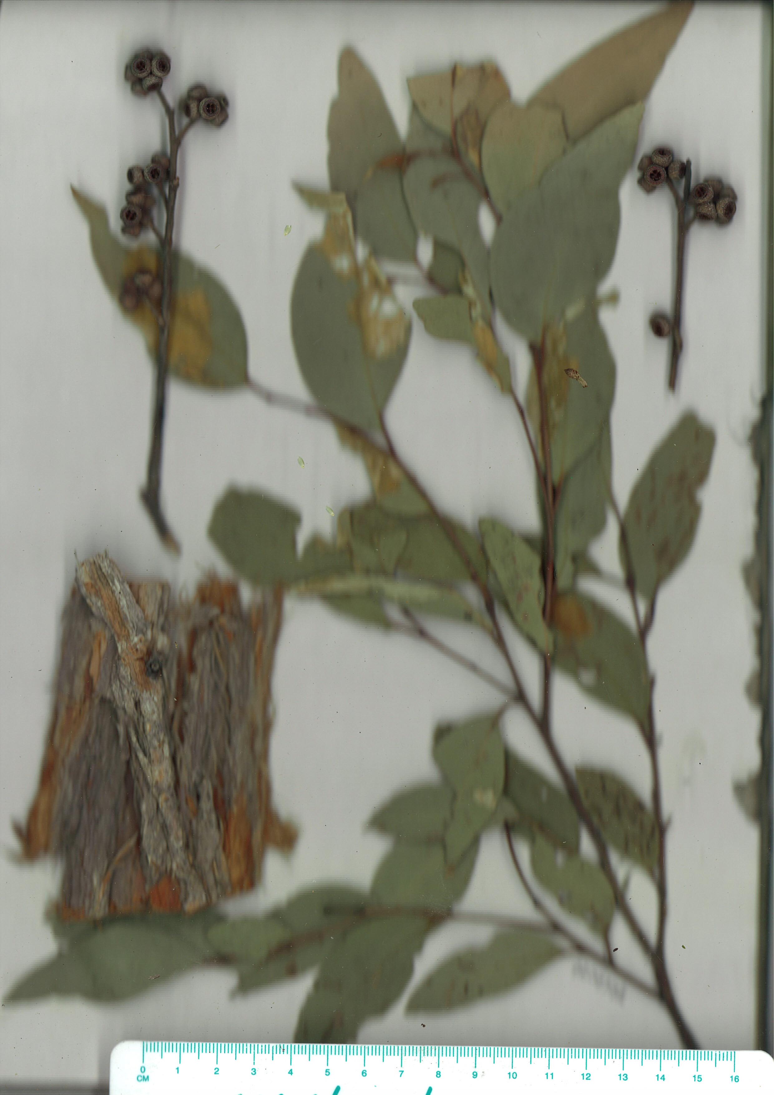 Scanned herbarium image Eucalyptus globoidea