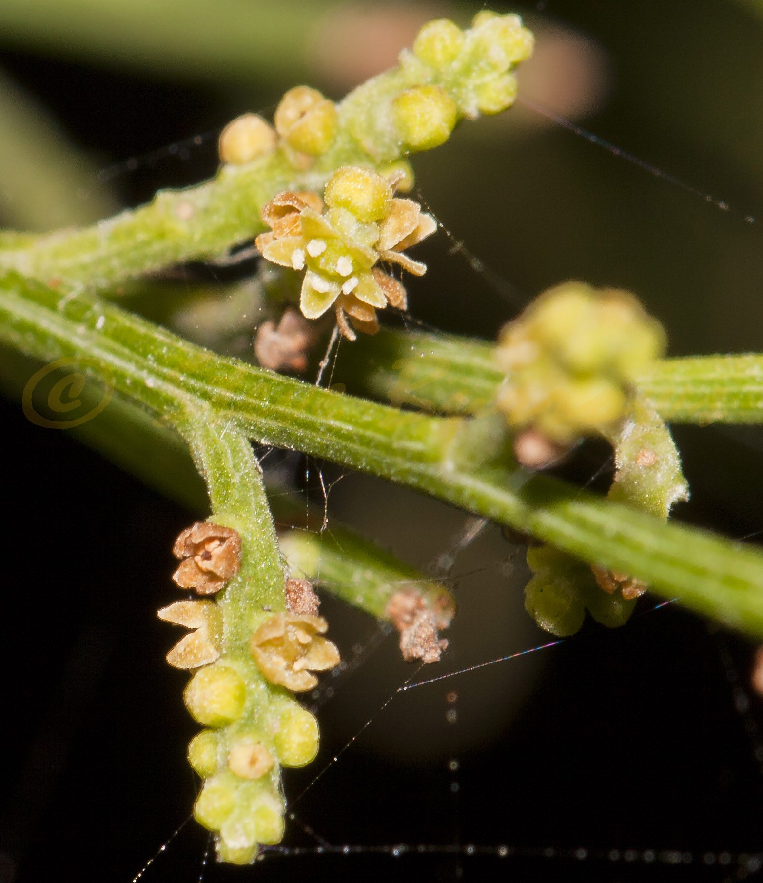 Image courtesy of Steve Burrows Exocarpos cupressiformis