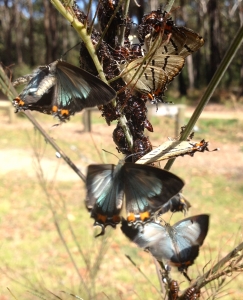 Photo by Rose Constable Lycaena butterfly